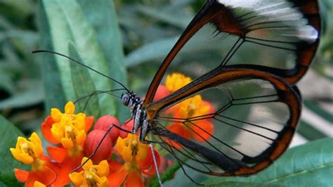 From Hobby to Science: Discovering Butterflies with the Magix Butterfly Net